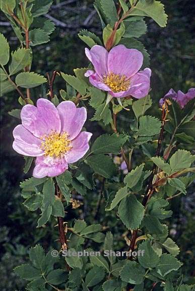 rosa woodsii ssp gratissima 2 graphic